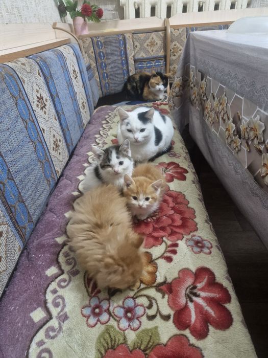Домашние животные