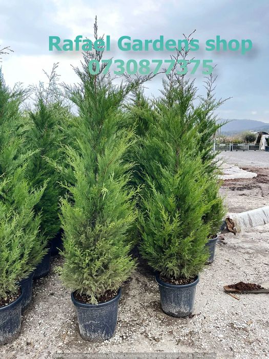 Leylandii Cupressocyparis Ornamental – Livrare Rapidă și Plantare