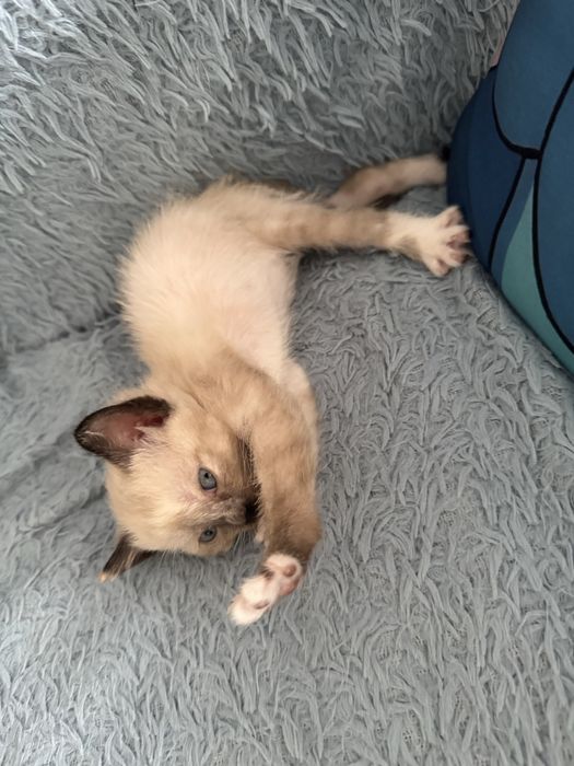 Милые котята только в добрые руки