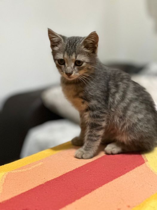 Adopție pui de pisica