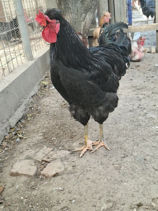 Cocoș de vânzare