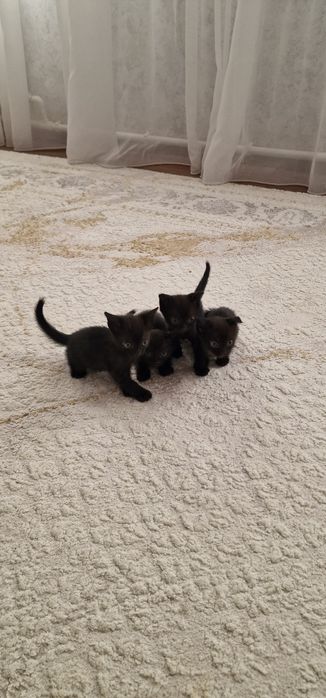 Отдам добрые ручки котят