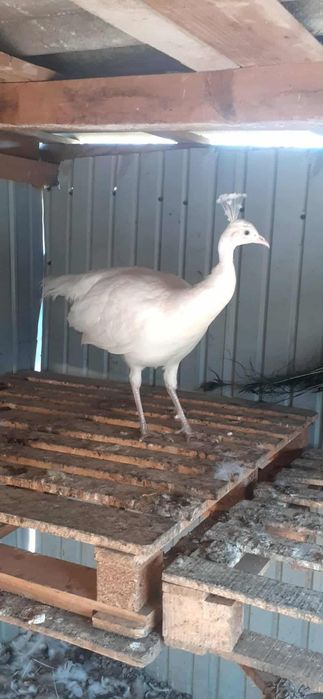 Femelă matură de paun Alb