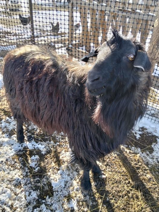 Теке Казел Обмен бар