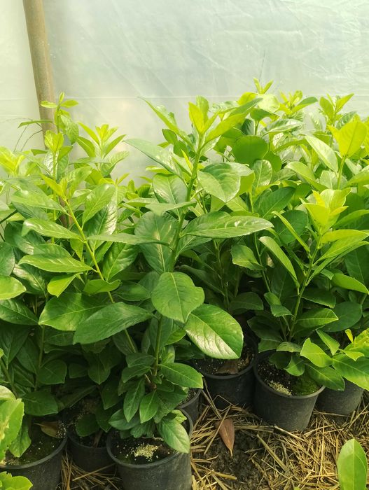 Лавровишна за жив плет 4лв