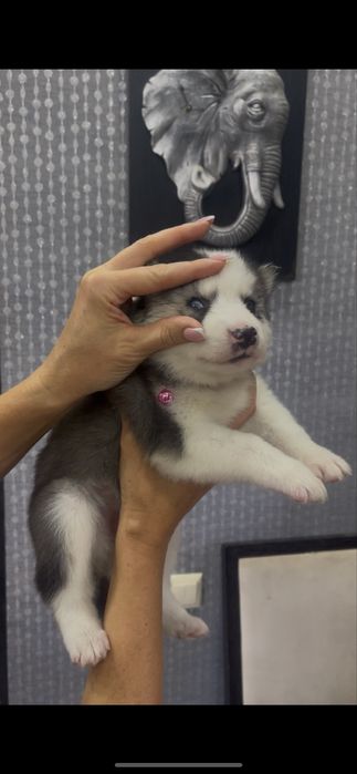 Мальчики и девочки хаски