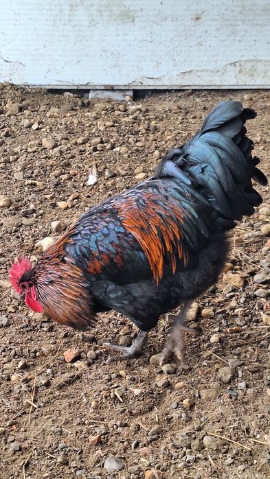 Cocoși frumosi si santosi de vanzare