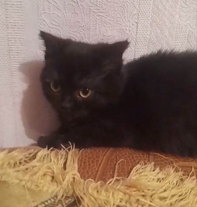 Пристройство кошка