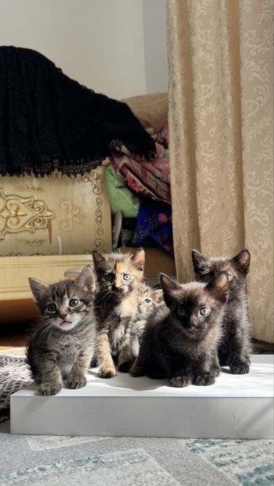 Отдам котят в добрые руки