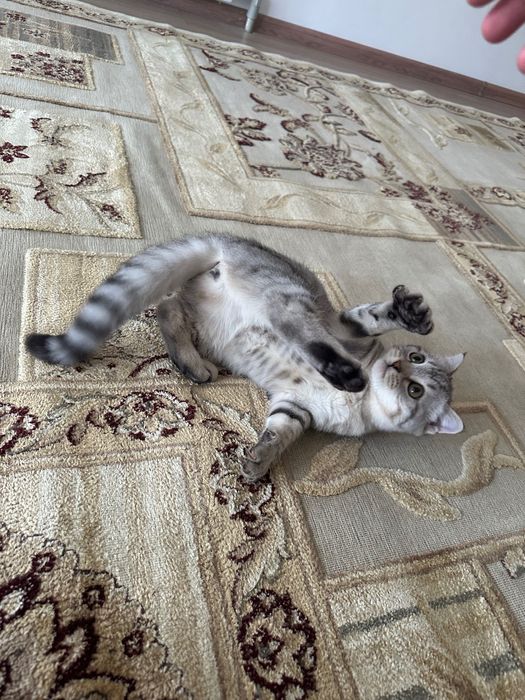 Котенок шотландец