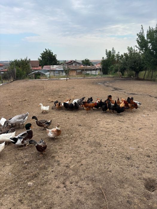 Продавам домашни снасящи кокошки,петли