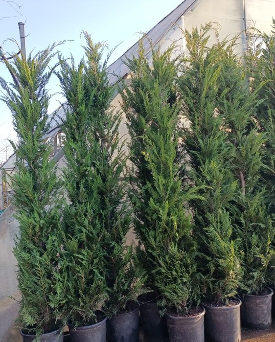 Chiparos gard viu tuia  leylandi  ALTOIT crescuti  în Romania