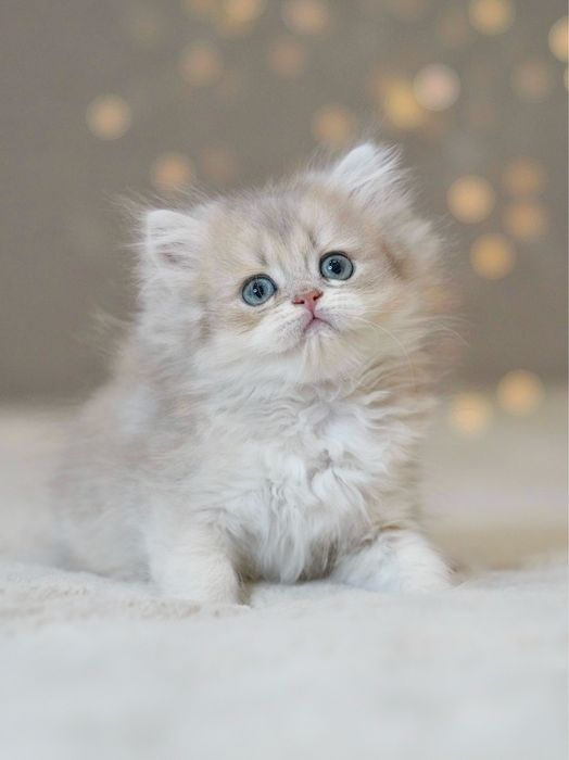 Британская золотая шиншилла