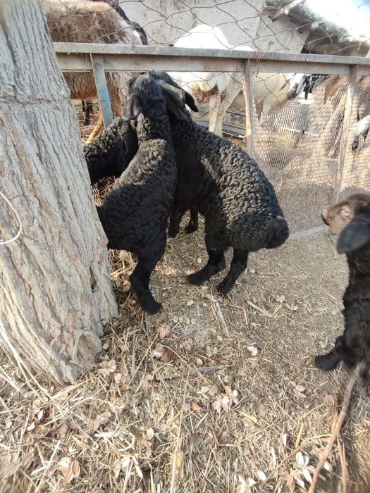 Shirboz barralar sotiladi bir oylik 2gizak Qo'chqor barralar