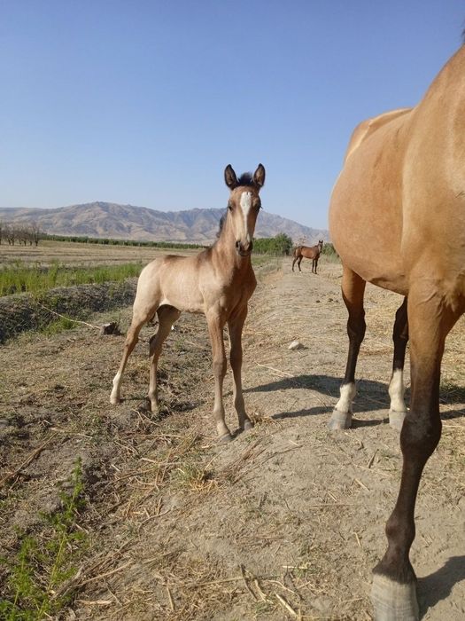 7 oylik toy sotiladi