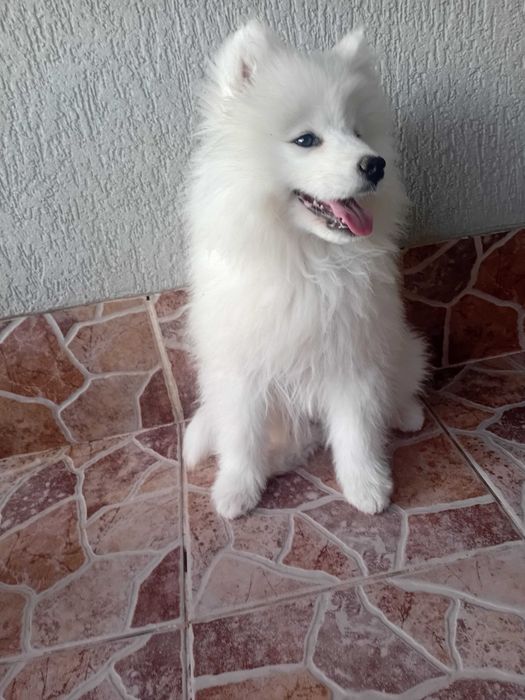 Fetiță samoyed, pedigree A ,FCI