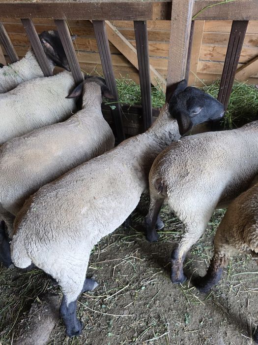 Oi mioare suflock de vânzare