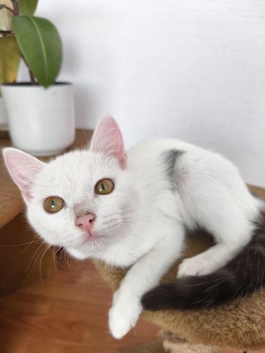 Отдам в добрые руки котёнка