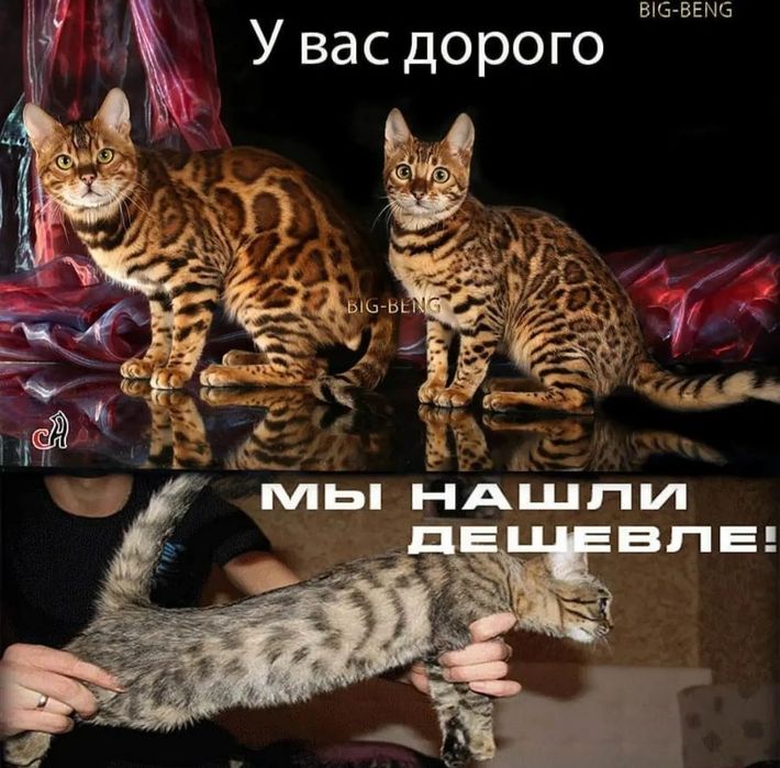 Маленькие леопарды ищут любящее сердце!