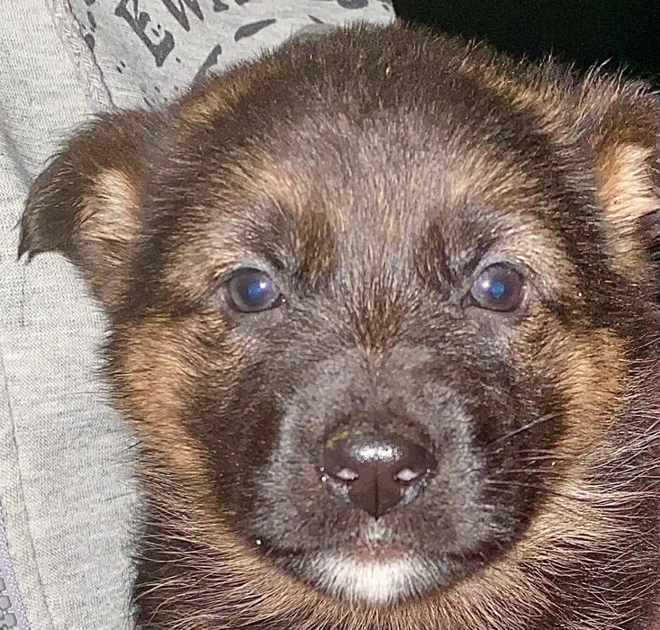 Щенки немецкой овчарки