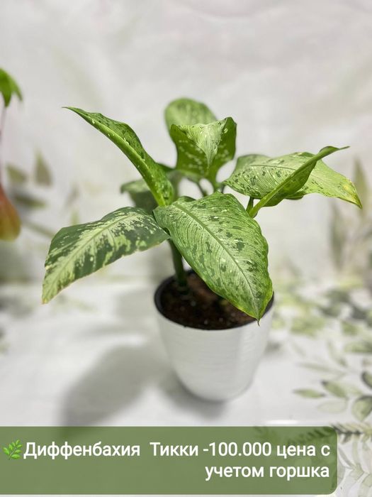 Антуриум, Филодендрон крокодил и др расте