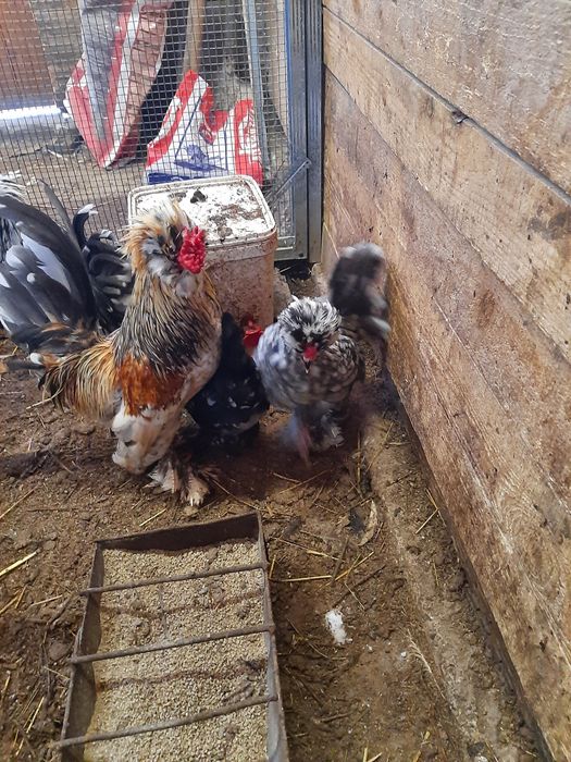 Струмски бантам!