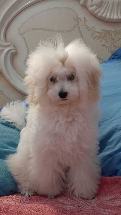 микро той пудель