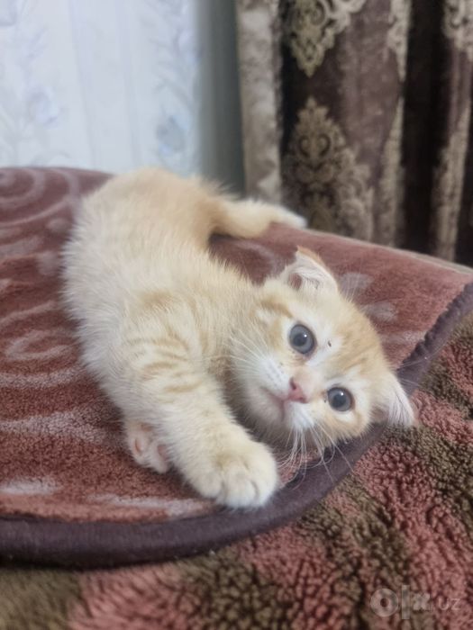 Вислоухие котята Скоттиш Фолды.