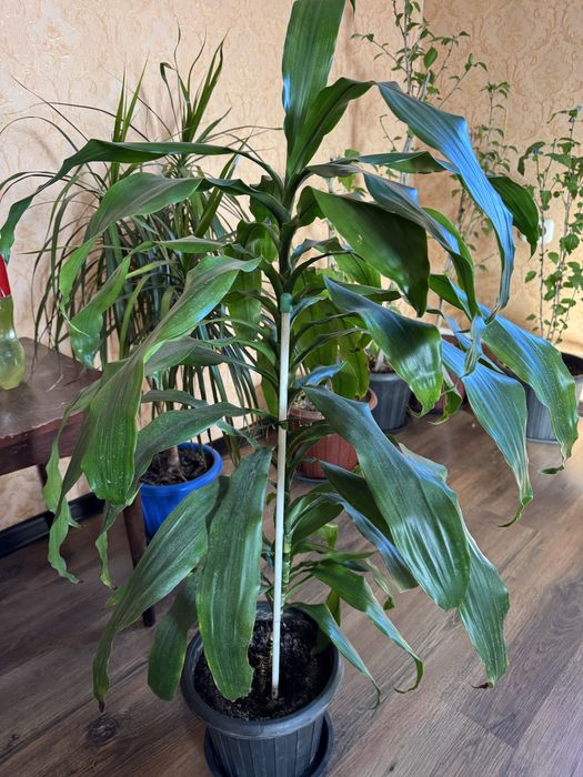 Цветы в офис, для дома