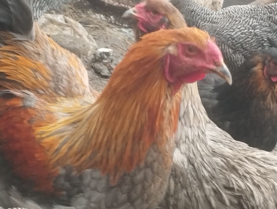 Cocoși playmount și brahma