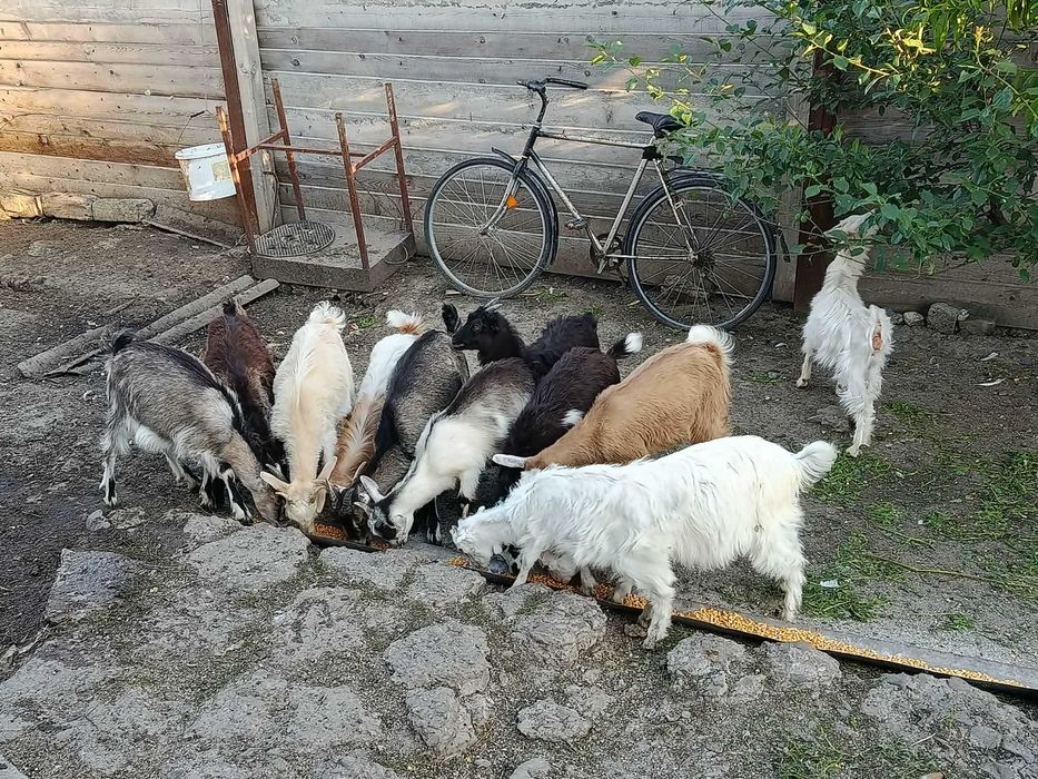 De vânzare, mai multe detalii în privat,