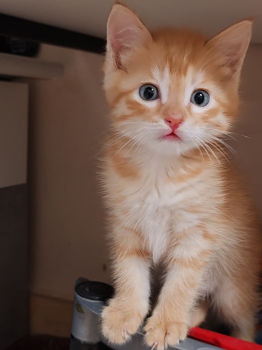 Котята. Отдам в добрые руки