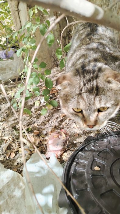 Вислоухий кот подросток