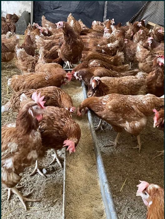 Vindem găinii roșii ouătoare