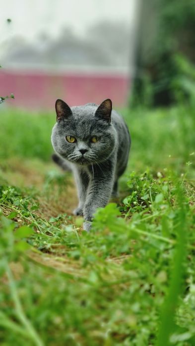 Britan mushugi sotiladi