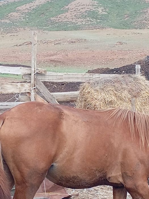 тайлар сатылады!