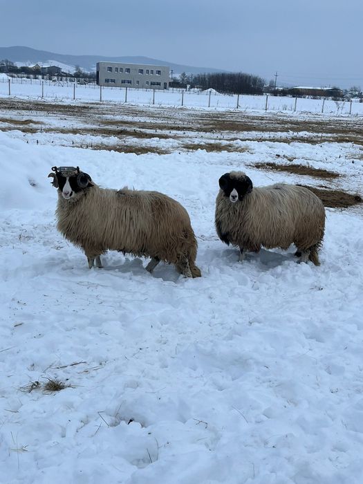Vand doi berbecuti noatini