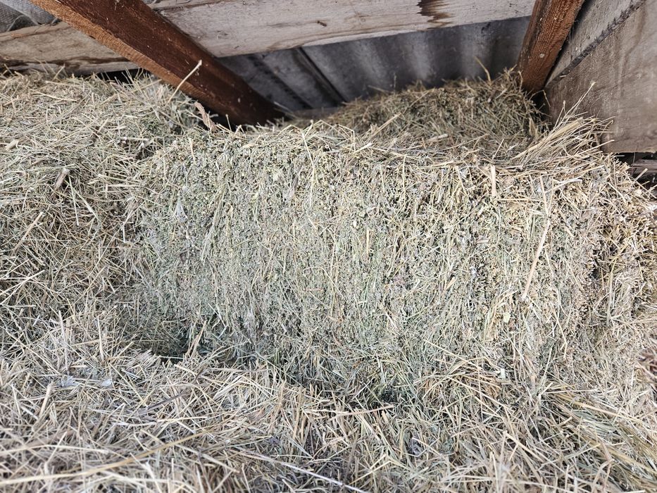 Тюки клевер суданка