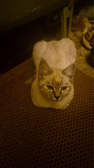 Котенок в добрые руки