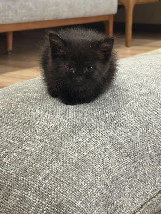 2 кошечки. Бесплатно