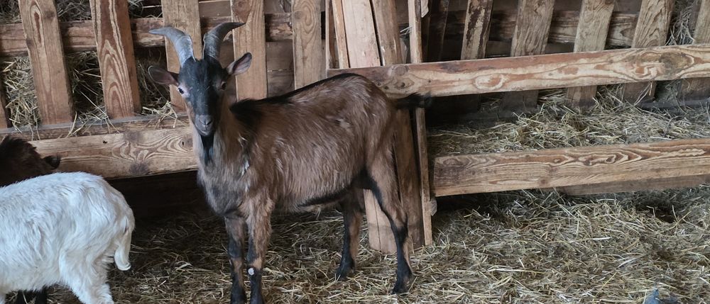 Tap alpin francez cu pedigree!