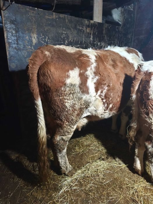 Vând 3 vaci bălțate românească gestante + o junica