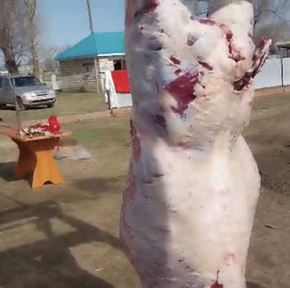 Қашар еті кг-3400тг