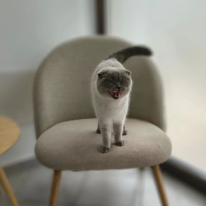Малко коте  късокосместа чинчила