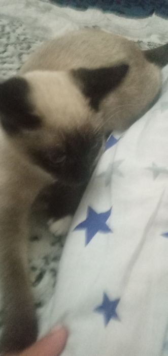 Сиамская кошка продаю