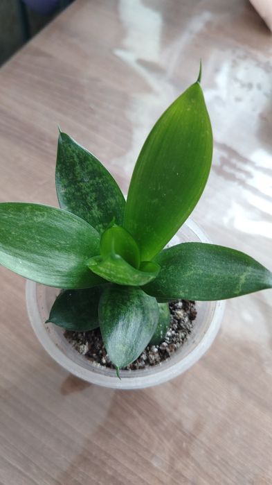 Цветы домашнии цена 2500тенге