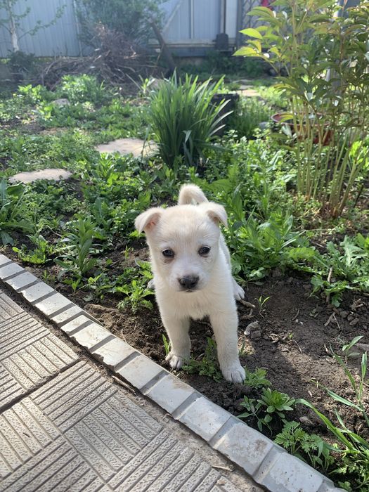 щенята ищут дом!