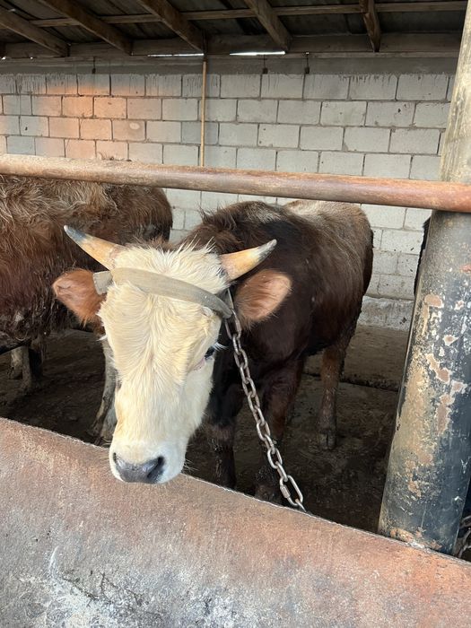 Продам быка 1год и 2 месяца