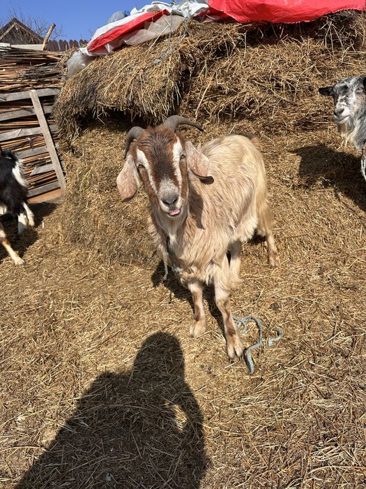 Vand 3 iede si 1 tap