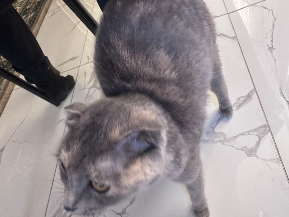 Шотландский кошка